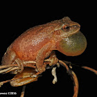 Spring peeper