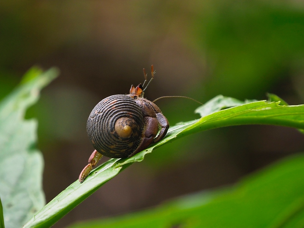 Cangrejo ermitaño (Pacific hermit crab)