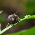 Cangrejo ermitaño (Pacific hermit crab)