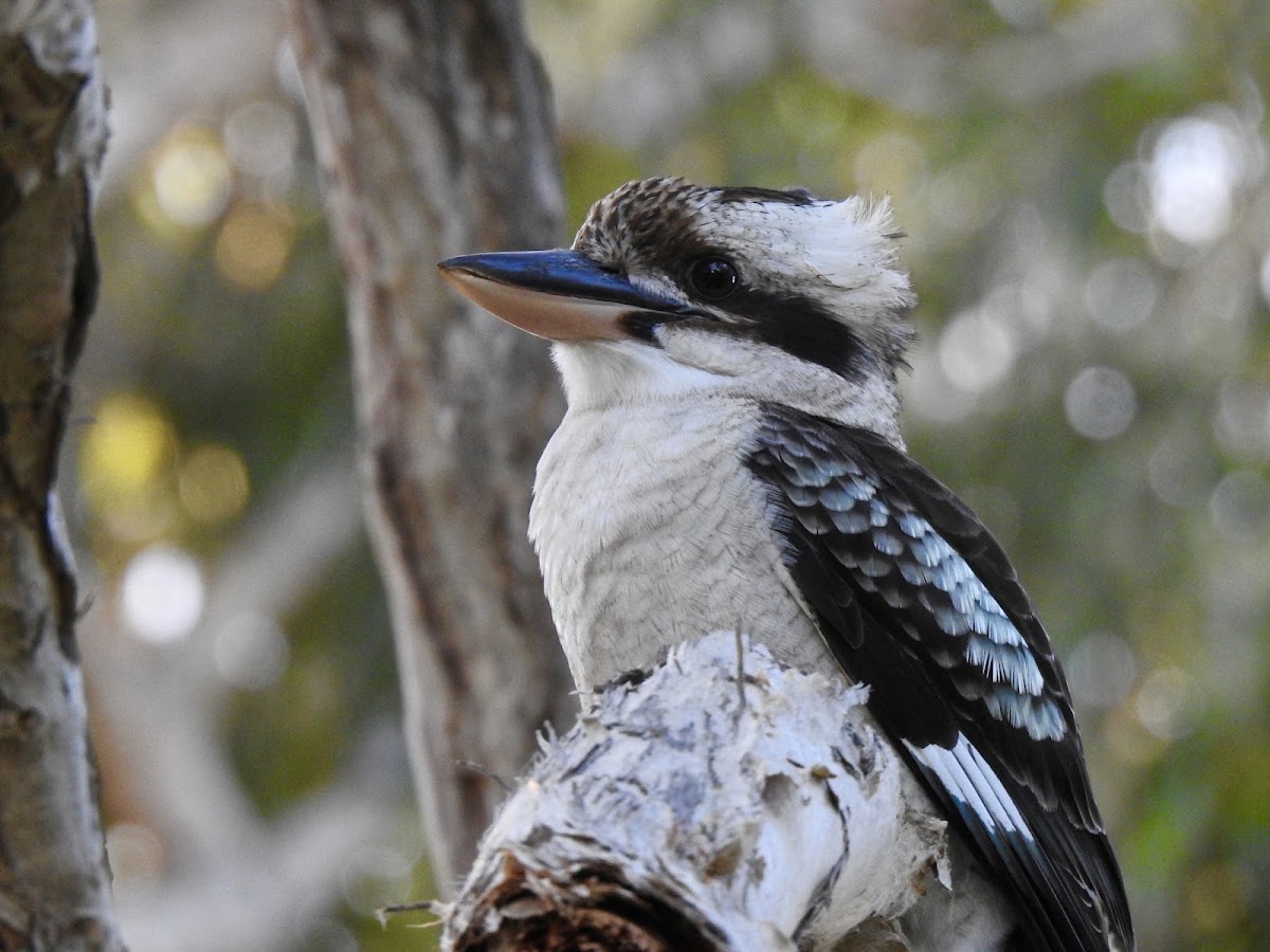 Laughing Kookaburra