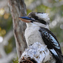 Laughing Kookaburra