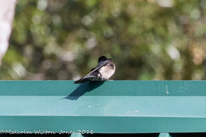 Pacific Swallow