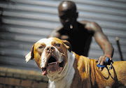 Pitbull terrier Rossi Valentino, in Brixton, south London, yesterday