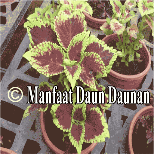 Manfaat Daun Daunan