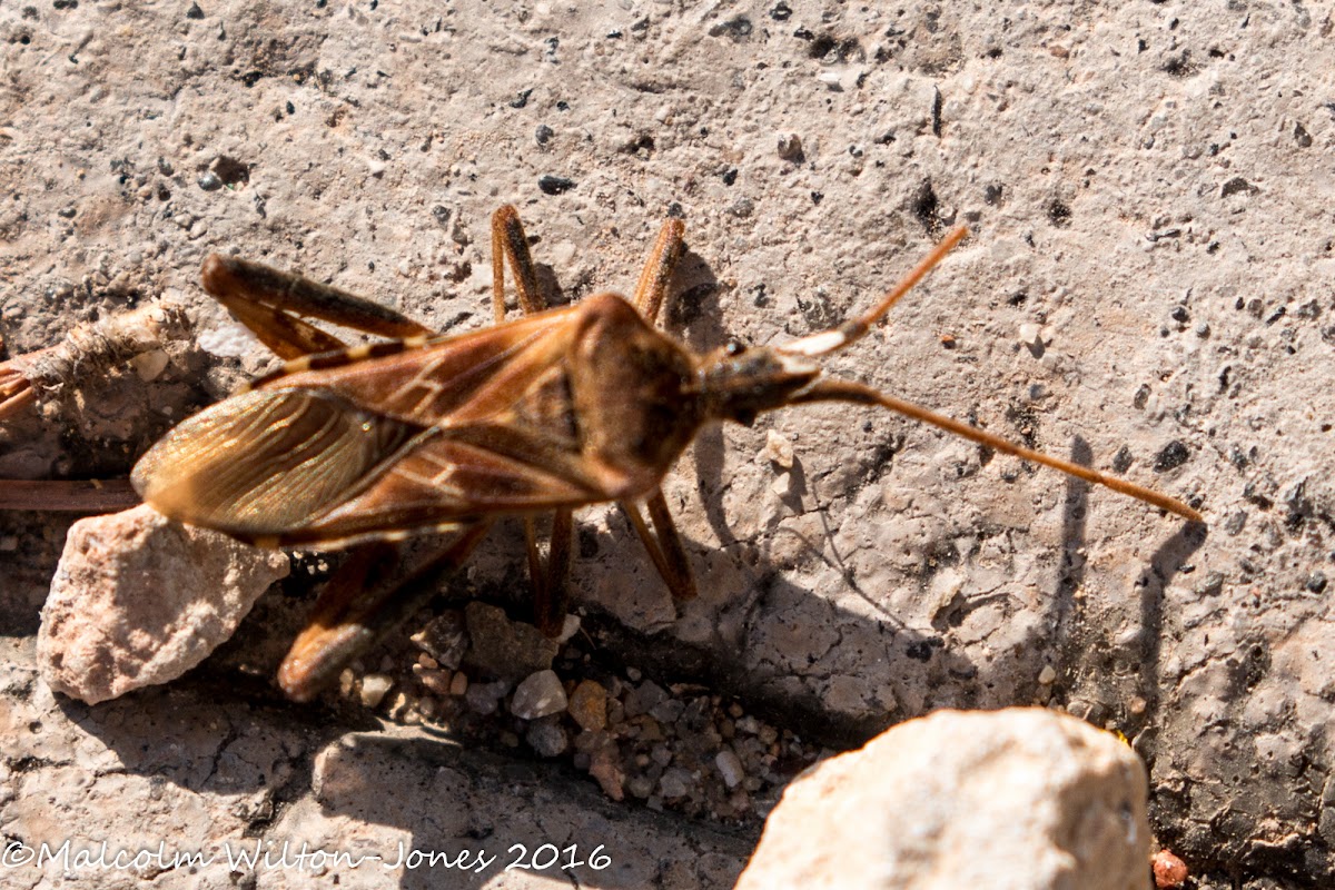 Western Conifer Seed Bug