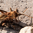 Western Conifer Seed Bug