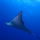 Spotted Eagle Ray