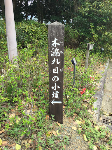 南楽園 木漏れ日の小道