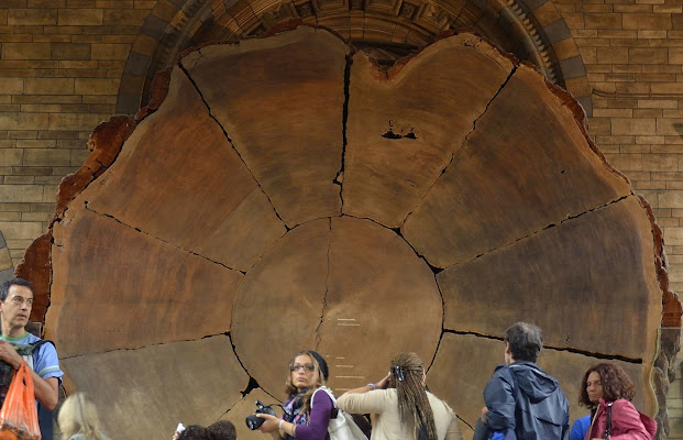 Museo della scienza di walterferretti