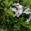 Mountain Laurel