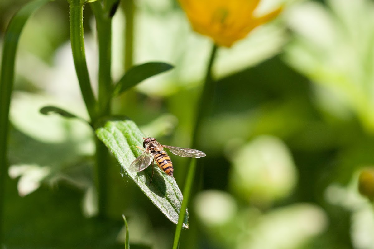 Marmalade Hoverfly