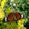 Oriental Striped Tiger(Male)