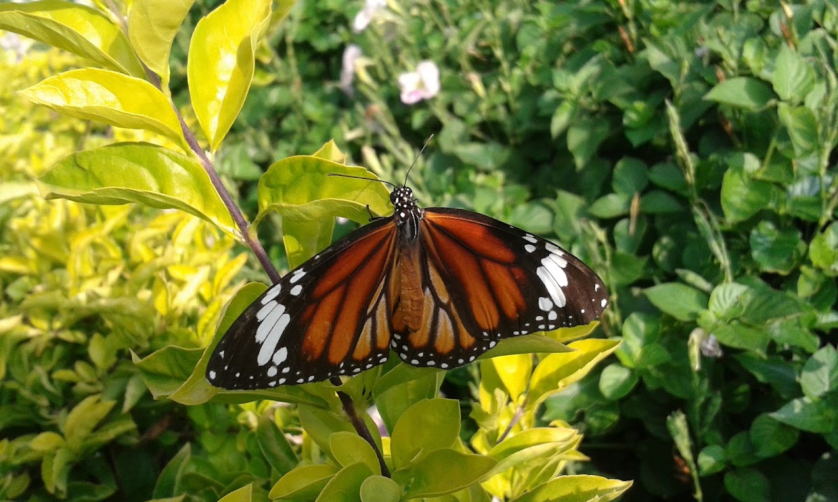 Oriental Striped Tiger(Male)