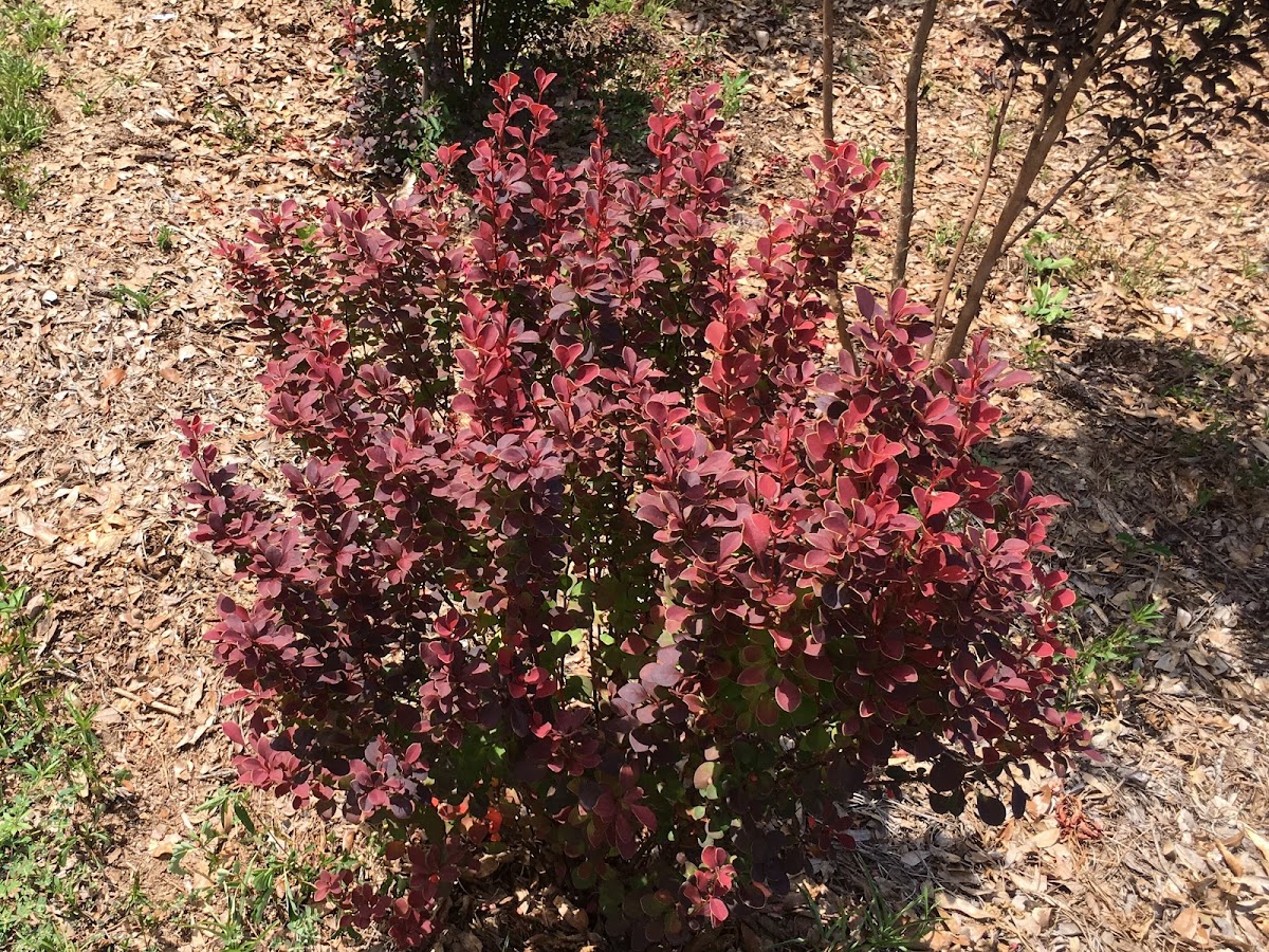 Barberry