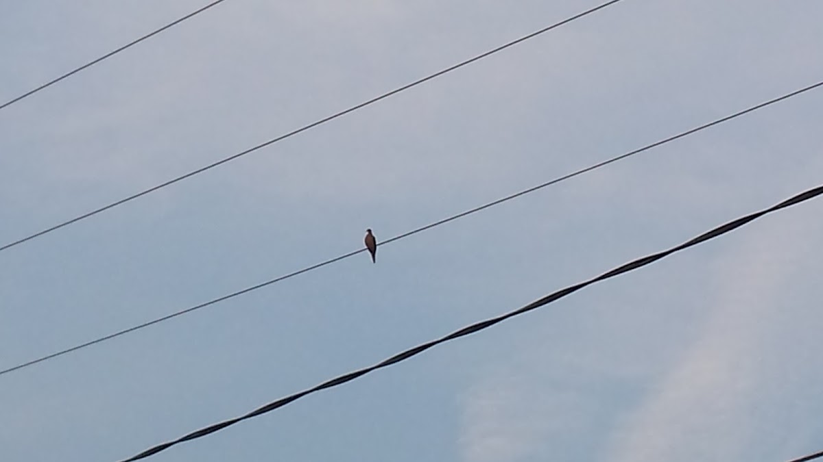 Mourning Dove