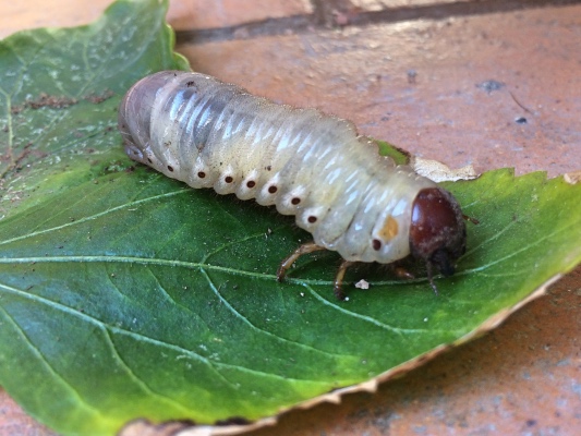 Beetle Larva