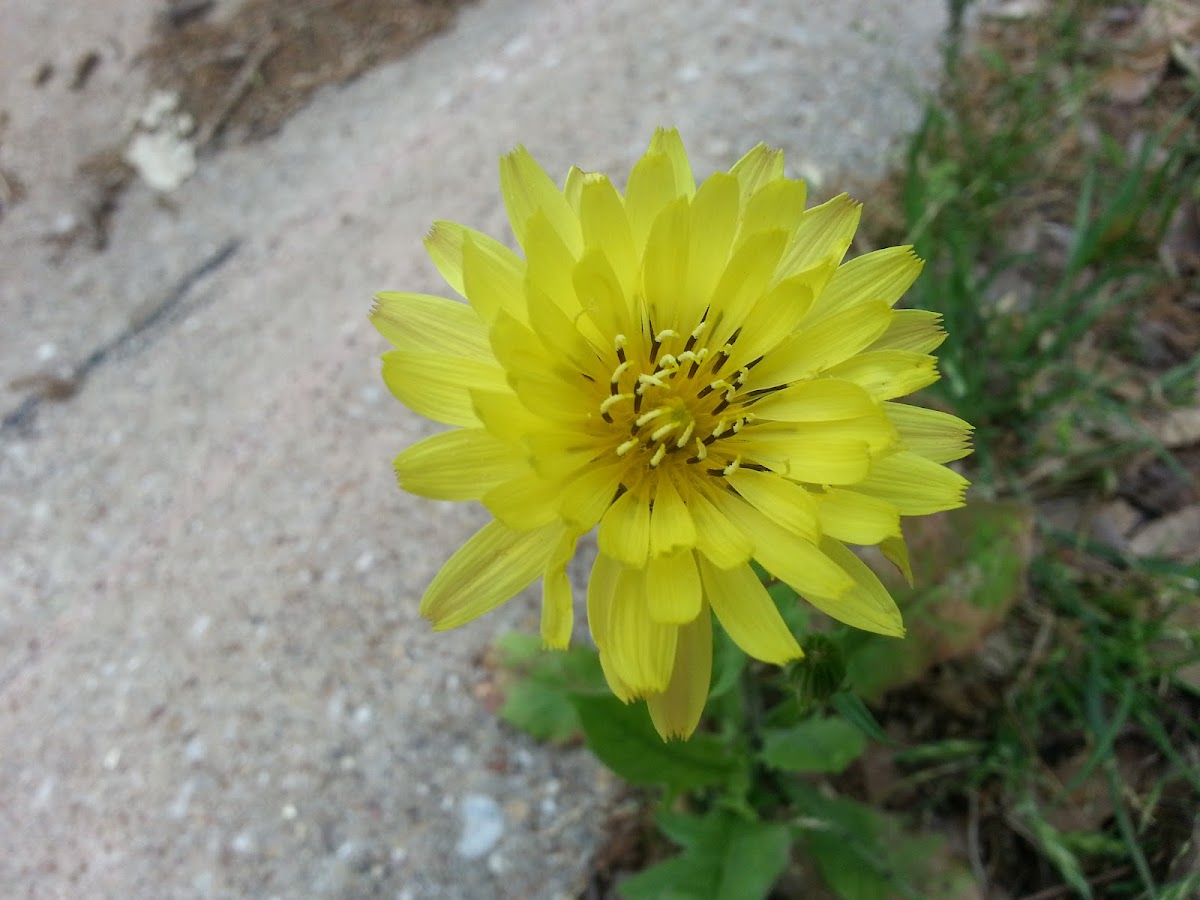 Texas False Dandelion