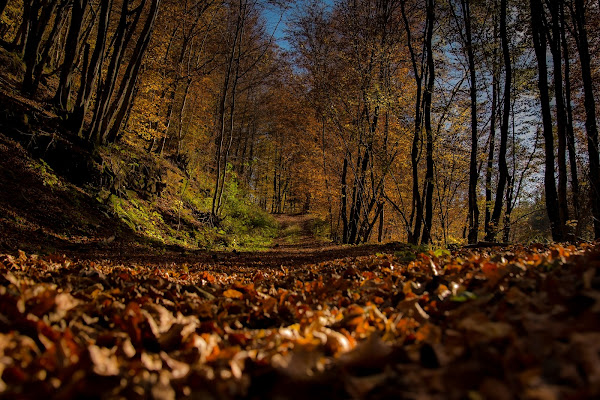 passeggiando nel bosco di Winterthur58