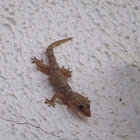 Tropical house gecko