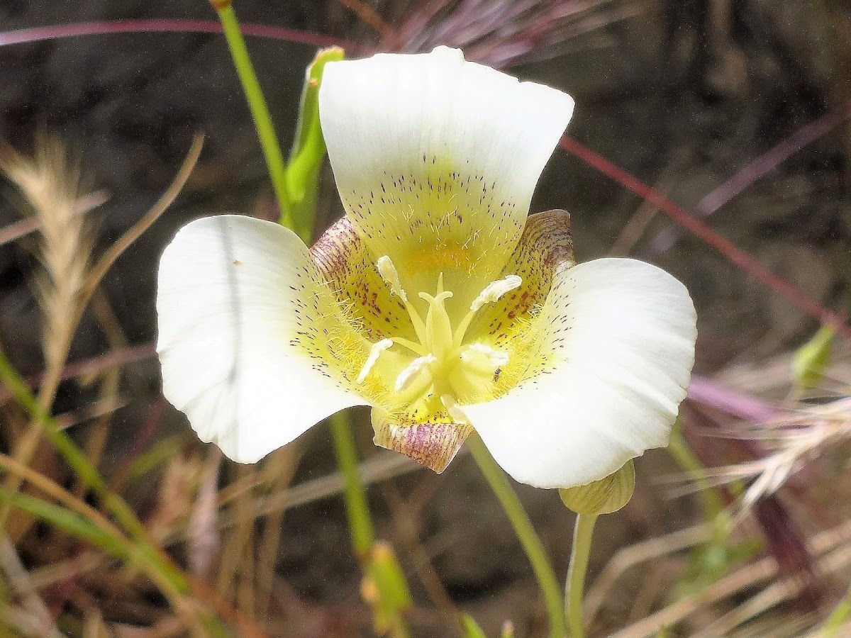 Mariposa lily