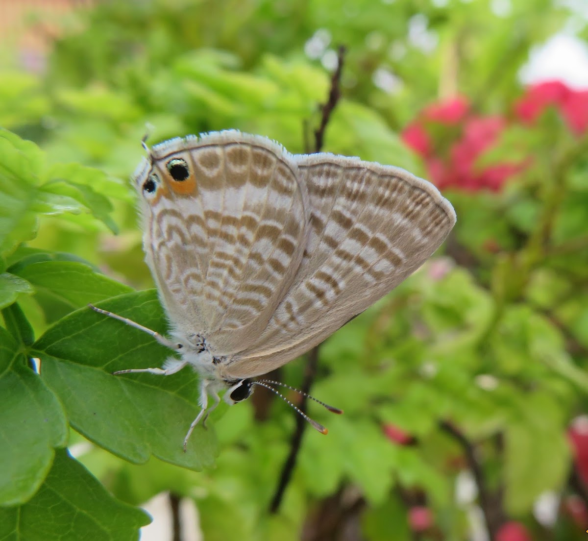 White-spotted Hairstreak Butterfly