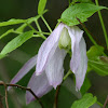 Blue Clematis