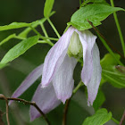 Blue Clematis