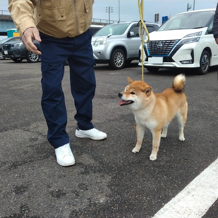 エクストレイルの桜開花まであと少し！！・ココロの充電切れ・柴犬に関するカスタム事例の投稿画像14枚目