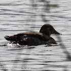 Pochard