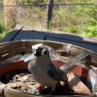 Tufted Titmouse