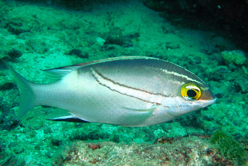 Two-lined monocle bream