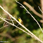 Common yellowthroat