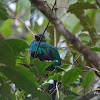 Resplendent quetzal