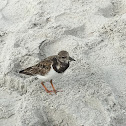 Ruddy Turnstone