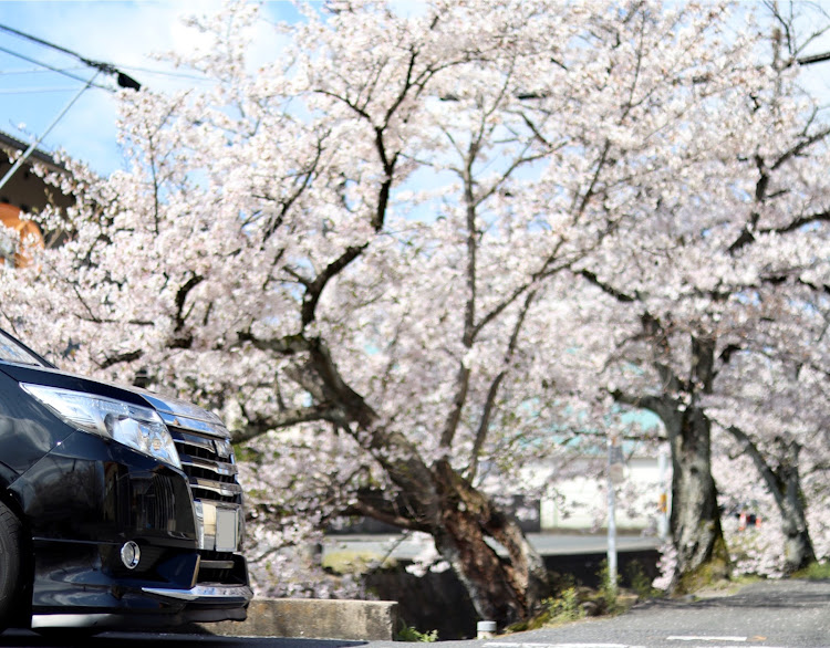 ノアのサクッと桜旅🌸・思い出の場所・コロナに負けるな❗頑張ろう日本❗・桜と愛車・おはようございます😃本日もよろしくお願いしますに関するカスタム事例の投稿画像5枚目