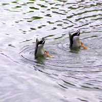 Diving in the water di 