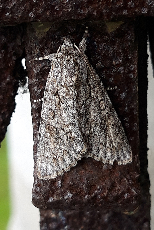 Dagger moth