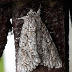 Dagger moth