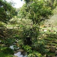 台灣農林熊空茶園