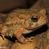 American toad