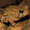 American toad