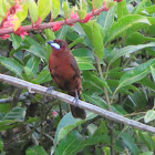 Silver-beaked Tanager