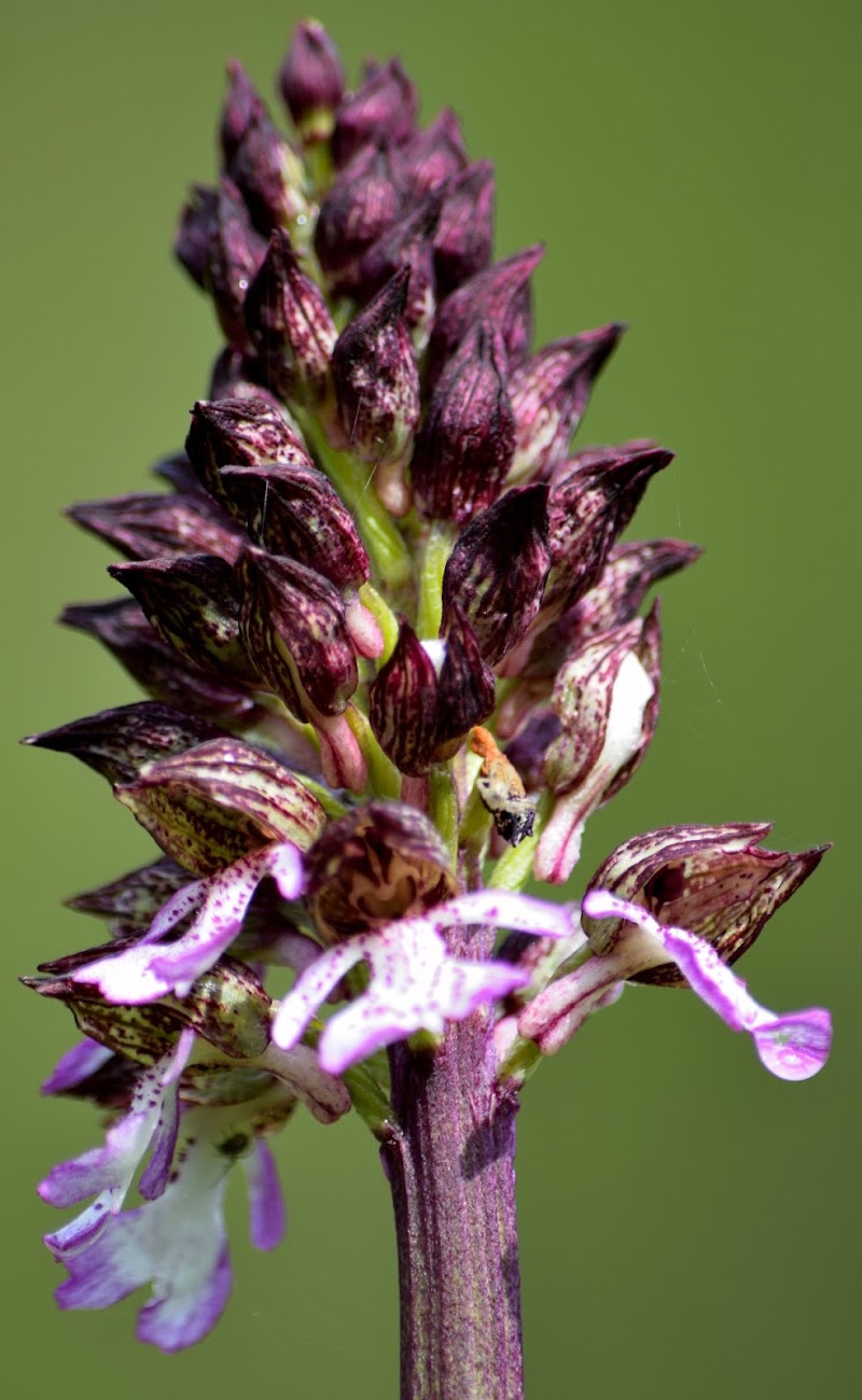 Fiore d'autunno di Franci2300