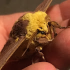 Imperial Moth