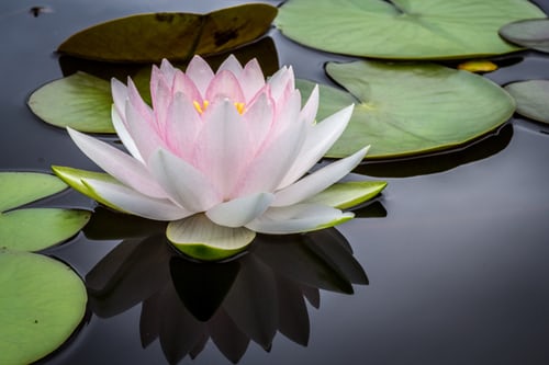 lotus-on-water-unsplash