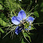 Love-in-a-mist, Ragged Lady