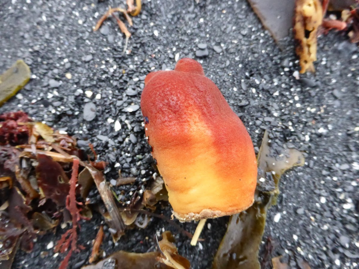Pacific Sea Peach