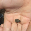 Southern Toad