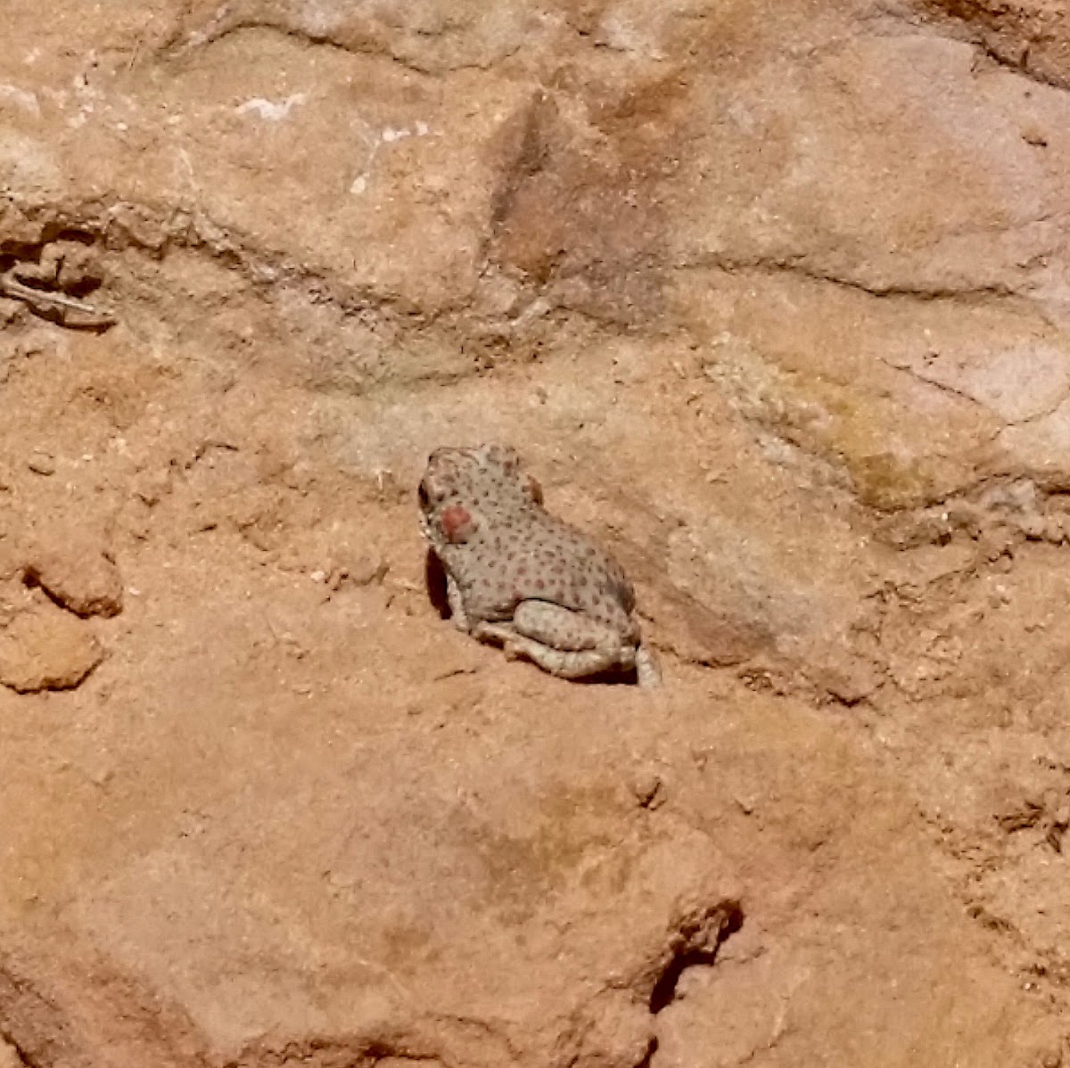 Red Spotted Toad