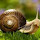 Snail - New Tab in HD